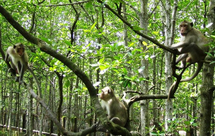 Can Gio Island - Monkey Sanctuary