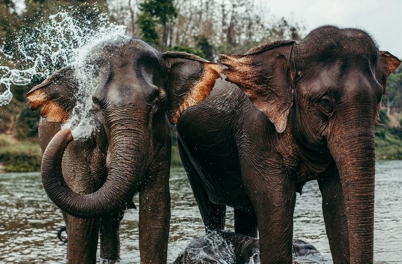 Elephant Village Sanctuary - best places to visit in Laos