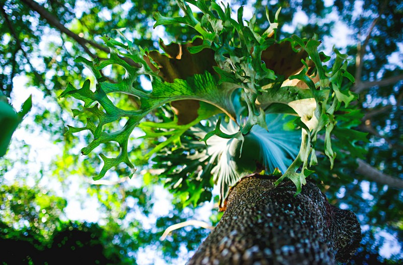 Pha Tad Ke Botanical Garden