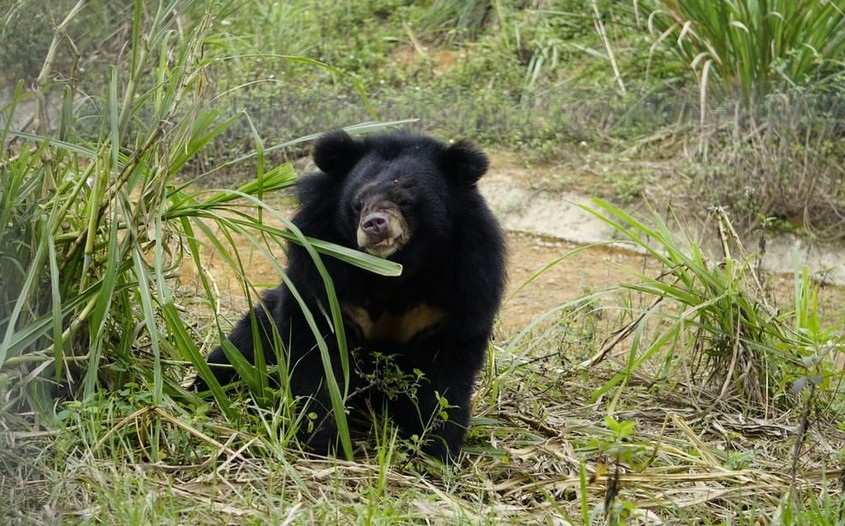 Bear Sanctuary in Ninh Binh