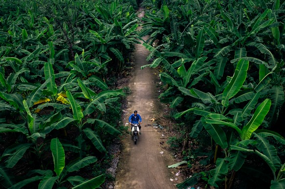 Hanoi Banana Island