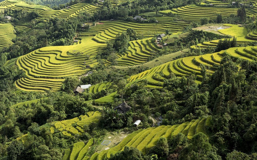 Hoang Su Phi rice terraces